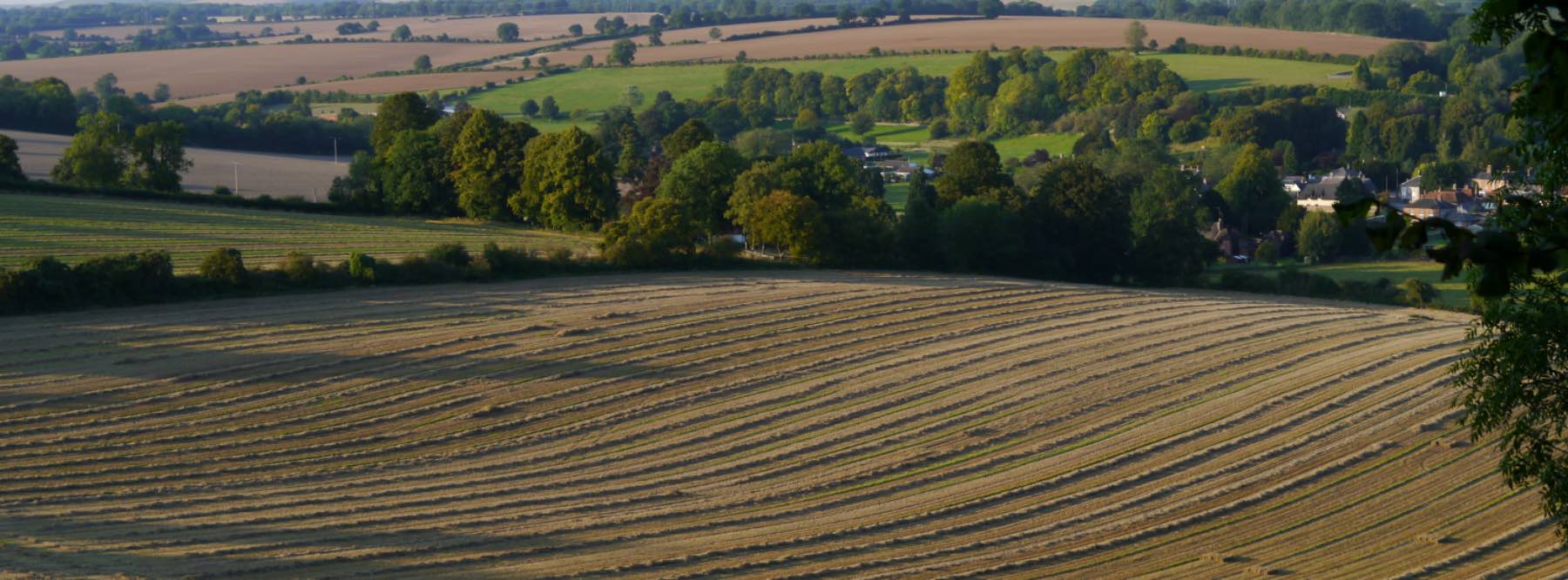 Fields N